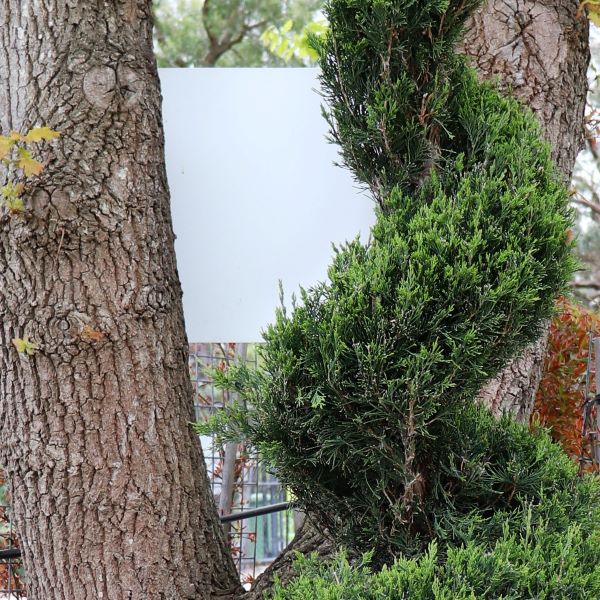 Juniperus Spartan